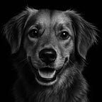 Black & White Pet Canvas