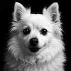 Black & White Pet Canvas